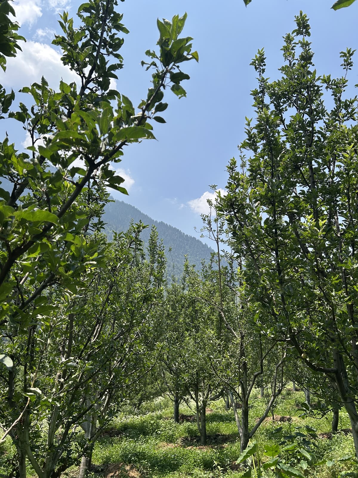 Rows of apple trees with pine hills behind on a clear summer day