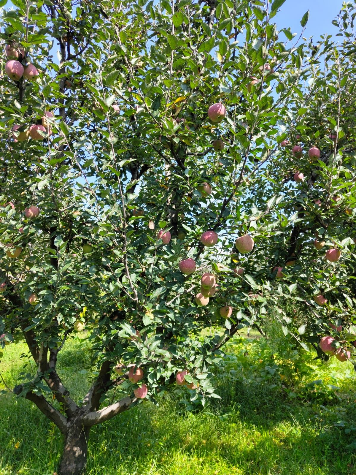 Apple tree heavy with fruit during harvest season