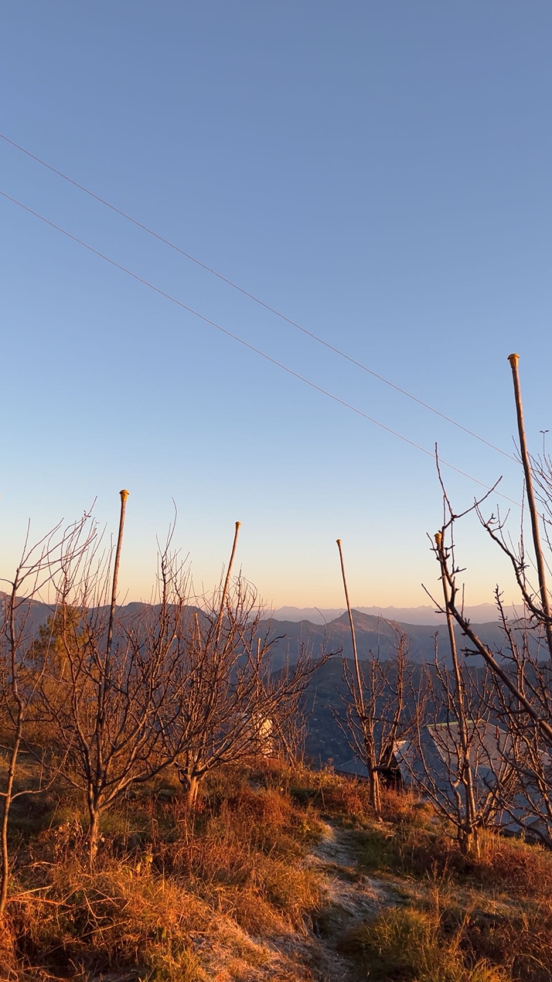 Orchard slope at sunrise in winter with distant snow ranges