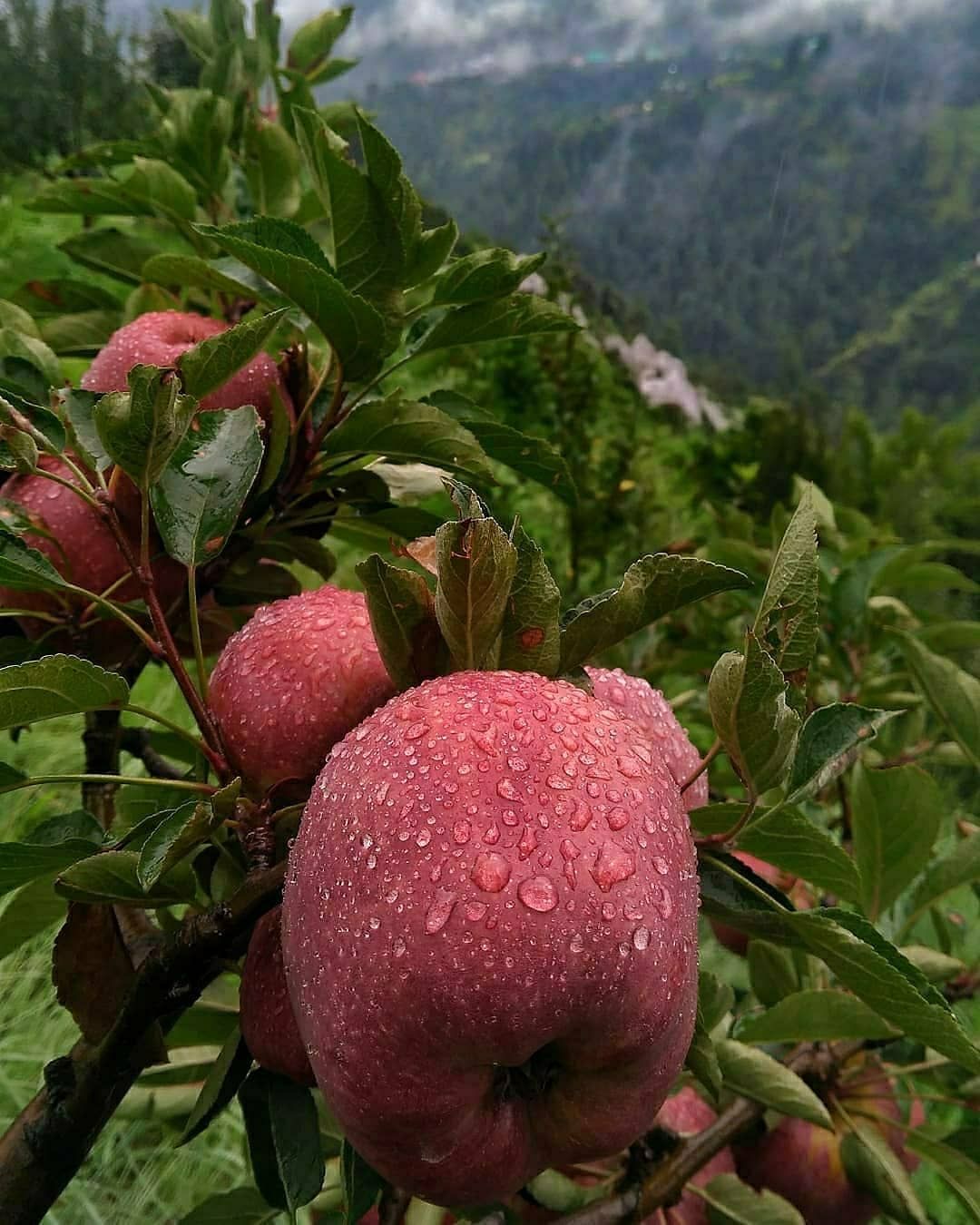 Rain-kissed red apples on the branch in our Himachal orchard